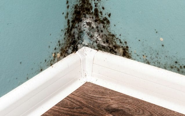 mold removal services